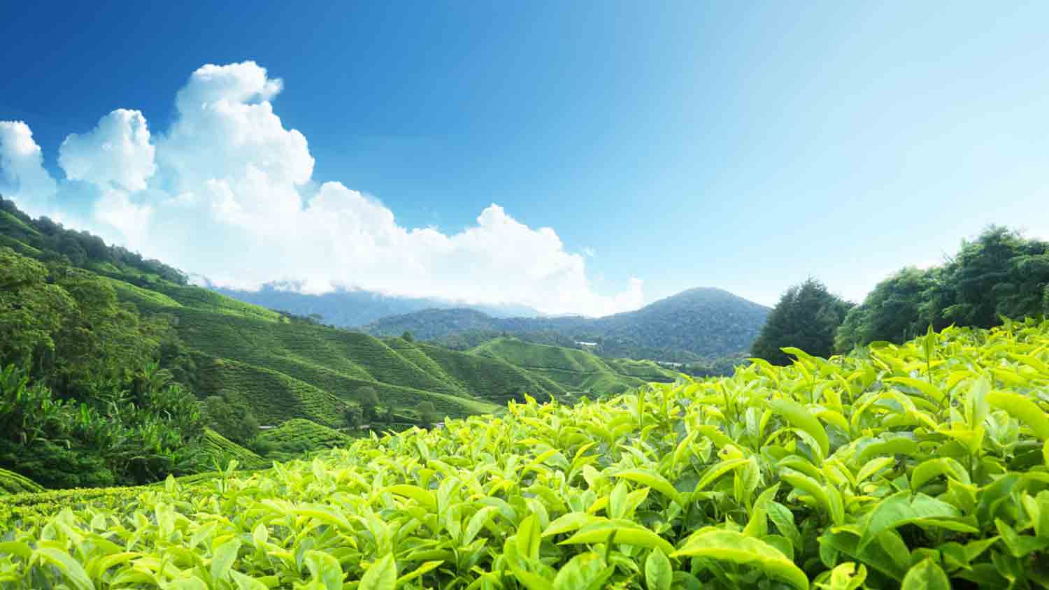 Munnar – Where clouds meet tea gardens 🌿